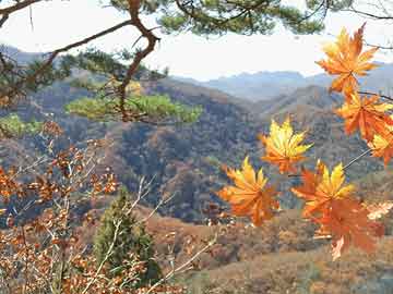 法国股票实时行情与玉林药材市场走势，双重观察的投资策略
