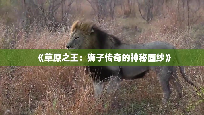 《草原之王：狮子传奇的神秘面纱》